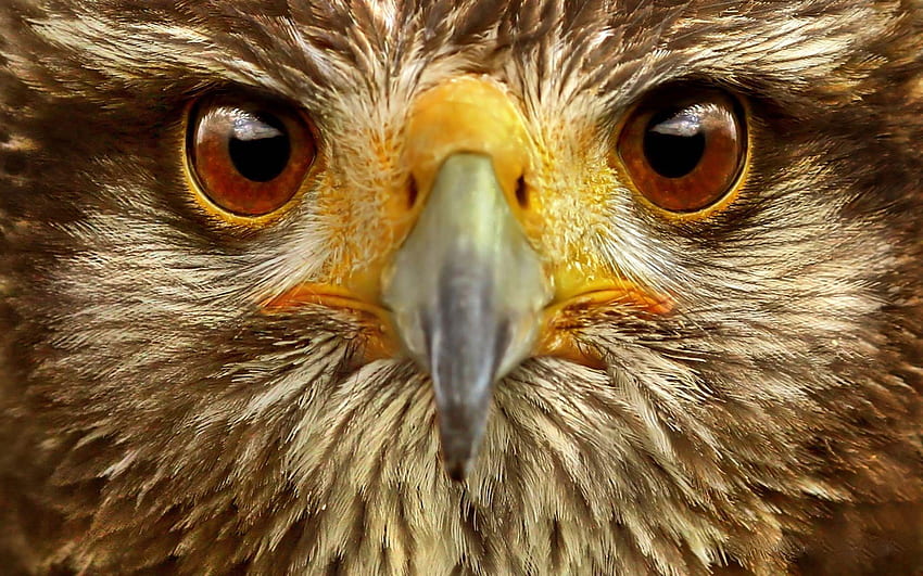 Animals, Bird, Eyes, Eagle HD wallpaper