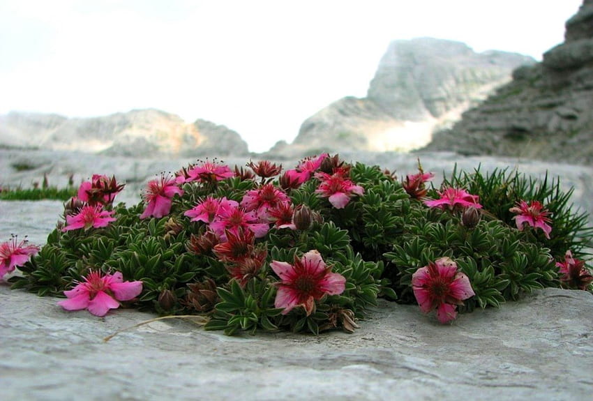 Flowers of my mountains, flowers, mountains, fresh, color HD wallpaper