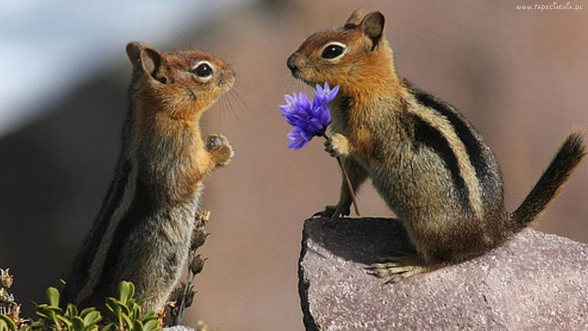 Squirrel Valentine, Baby Chipmunk HD wallpaper