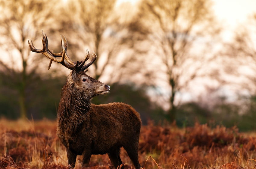 Antler Deer Grass Walk Wallpaper Background Best Stock Photos - Image ID  150908 | TOPpng