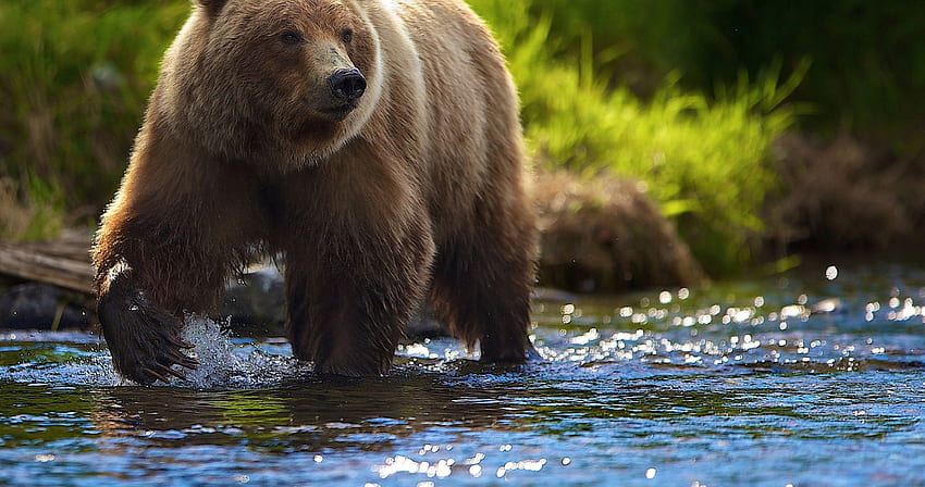 summer bear in river ultra . Brown bear, Bear , Grizzly bear, Wildlife HD wallpaper