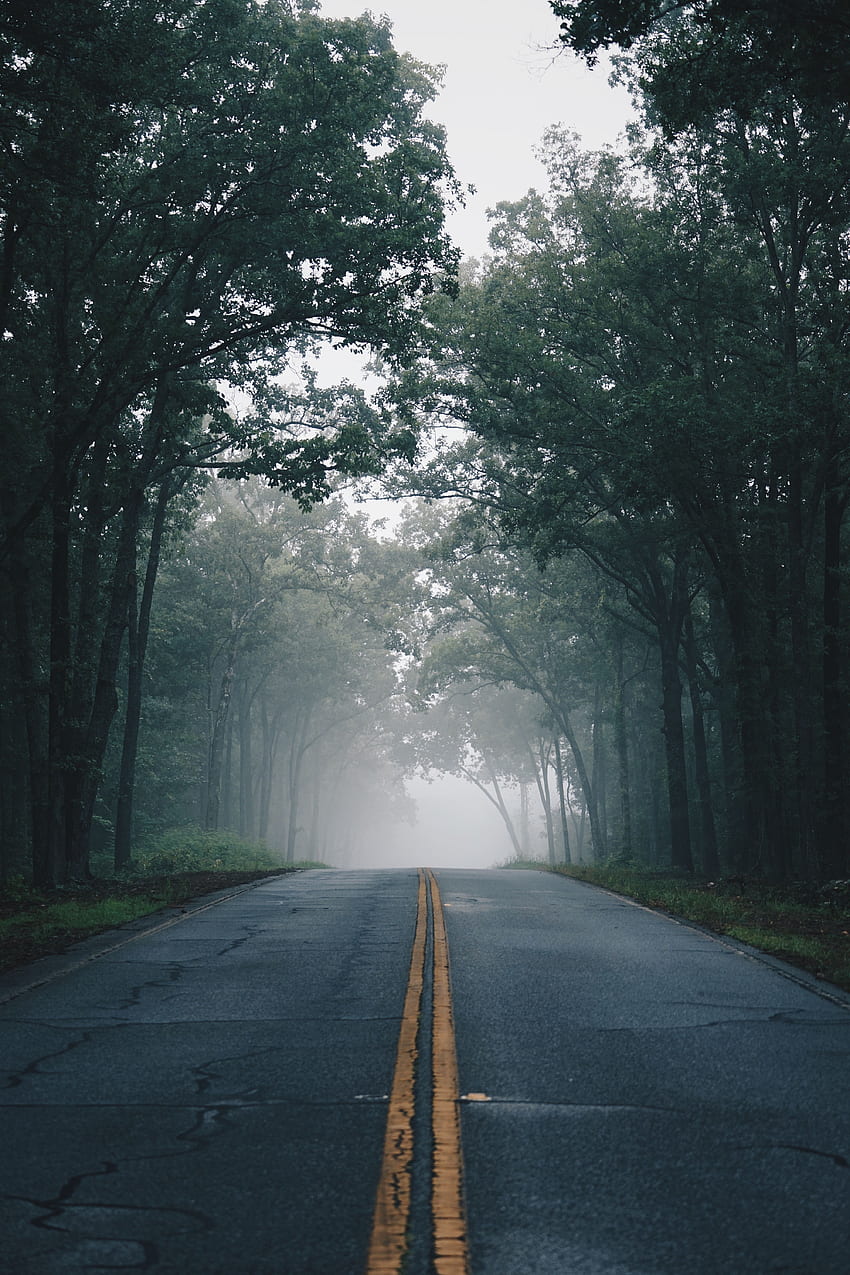 Natura, drzewa, droga, znaczniki, mgła, asfalt Tapeta na telefon HD