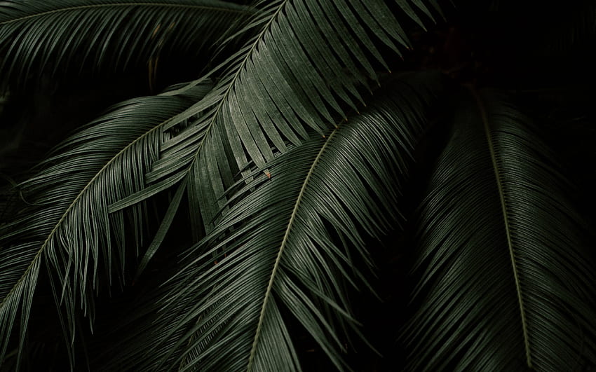 Tropical Plant Leaves Dark Background Free Stock Photo  picjumbo