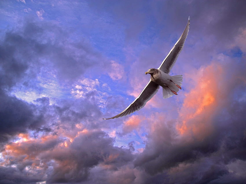 Animals, Sky, Clouds, Bird, Seagull, Gull HD wallpaper