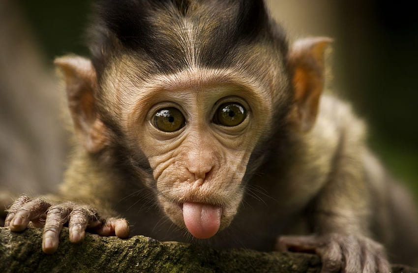 Baby Monkey, Cute Baby Monkey HD wallpaper
