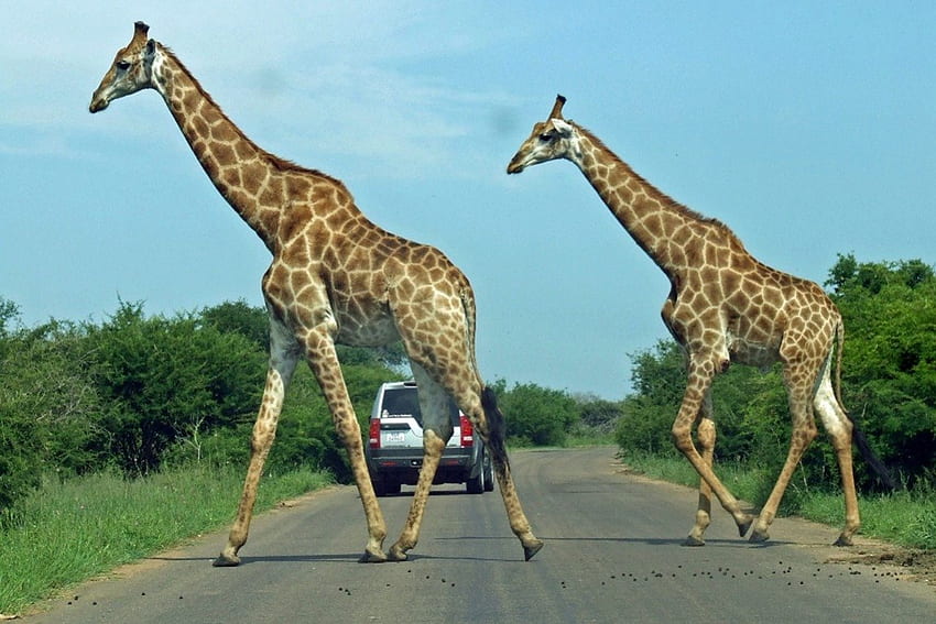 Жираф Южна Африка, дивечов резерват, дива природа, животни, природен резерват, жираф, див HD тапет