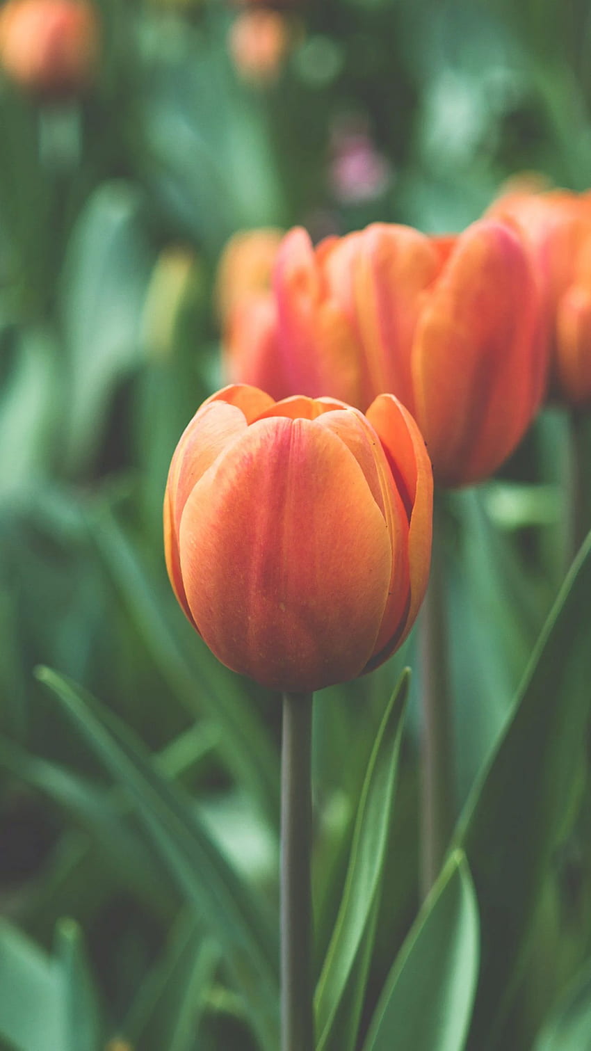 Tulipe orange - iPhone, Android et arrière-plan, Tulipes Fond d'écran de téléphone HD