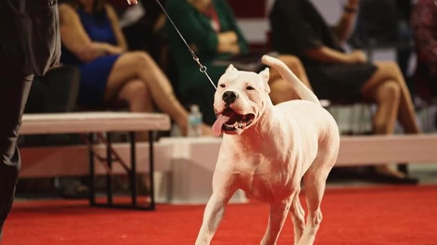 The Dogo Argentino and Barbet meet the American Kennel Club's requirements, becoming the world's newest dog breeds HD wallpaper