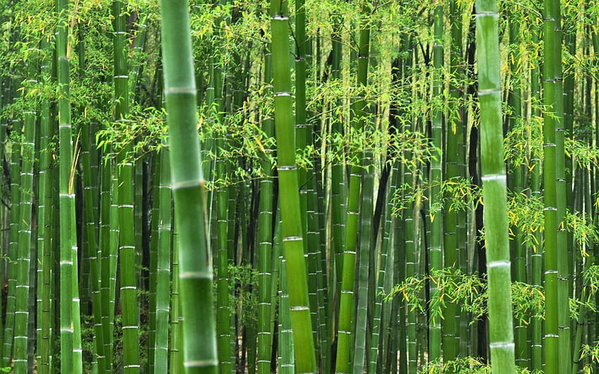 Bambou Vert Forêt [] pour votre , Mobile & Tablette. Explorez le bambou vert. Revêtements muraux en bambou, Bambou pour les murs Fond d'écran HD