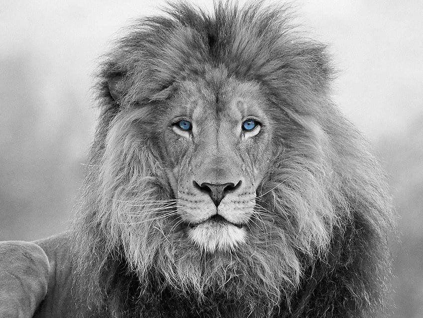 African Lion, black and white blue eyes lion na płótnie, Ready to hang Lion wall art, Lion wall art, Wall art, in 2021. Lion , Lion , Lion Tapeta HD