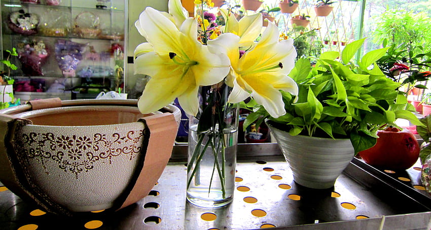 Flower arrangement, flower shop, foliage plants, fresh flowers, pots HD wallpaper