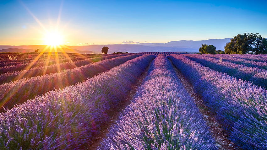 Beautiful Lavender Flowers Field Trees With Sunlight And Landscape View Of Mountains In Blue Sky Background Nature HD wallpaper
