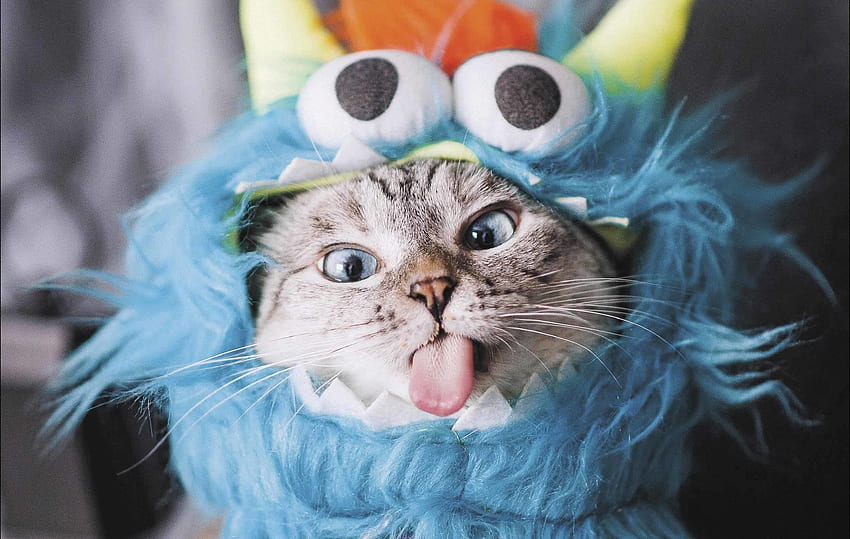 Funny face, blue, halloween, pisici, costume, face, cat, funny, tongue HD wallpaper