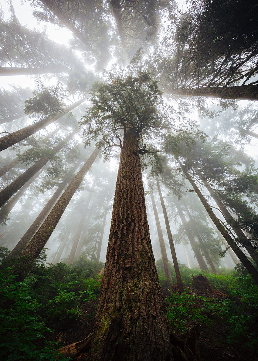 naturaleza, árboles, bosque, niebla, corteza, vista inferior, tronco fondo de pantalla del teléfono