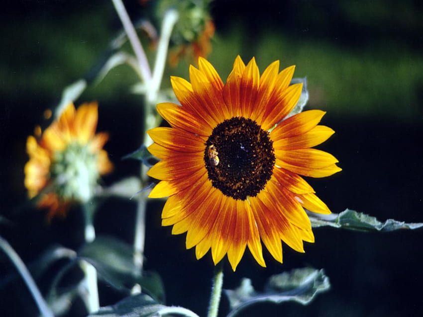 Słonecznik, piękny, żółty, kwiat Tapeta HD