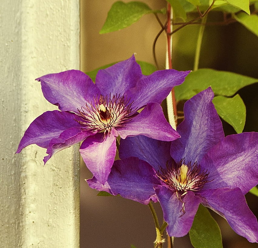 Purple Flower, two, purple, amazing, flower HD wallpaper