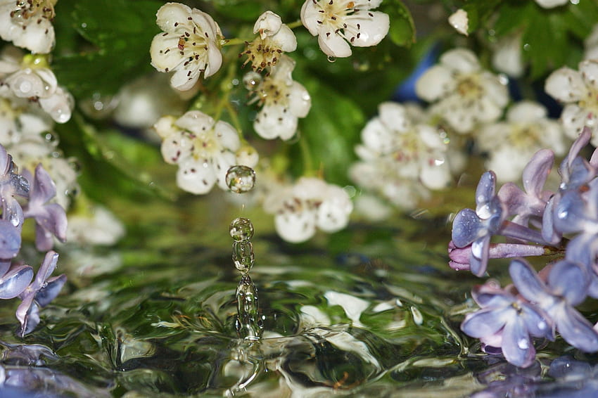 Flowers, Water, Lilac, Drops, Macro HD wallpaper