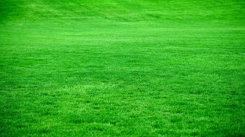 grass, lawn, green, bright HD wallpaper