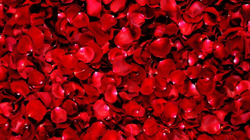 The Road Of Rose Petals - Rose Petals, Flower Petals HD wallpaper | Pxfuel