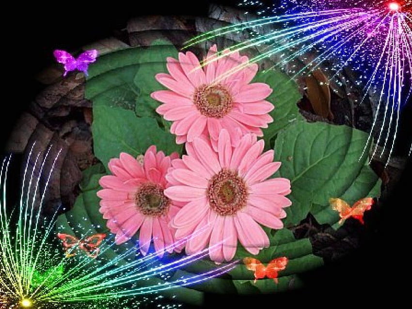 Margarida colorida, colorida, cores, primavera, rosa, borboleta, margarida, verde, natureza, flores, linda papel de parede HD