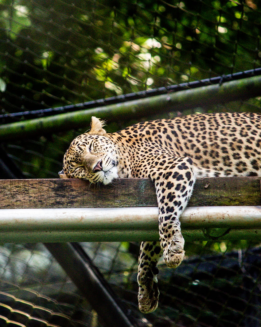 ヒョウ ブラウン ウッド プランク で 眠る · ストック , Sleeping Leopard HD電話の壁紙