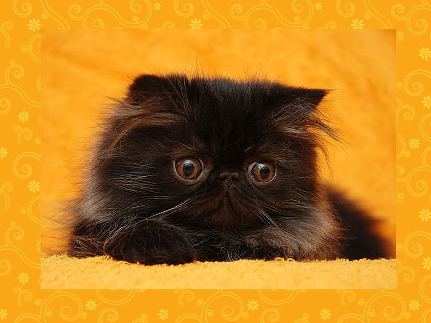 Süßes braunes Kätzchen, Tier, Kätzchen, Braun, Gelb, Katze, Katze, Haustier HD-Hintergrundbild