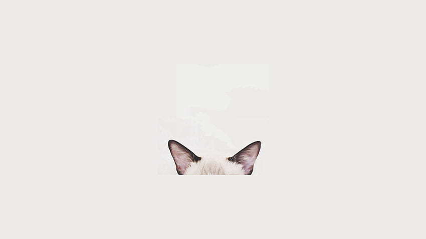 White Minimalism, Minimalist Cat HD wallpaper | Pxfuel