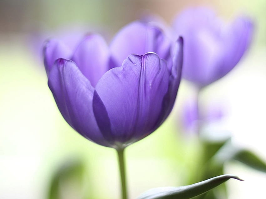 Tulip, graphy, spring flower, spring, purple, purple tulip, flower, nature, flowers HD wallpaper