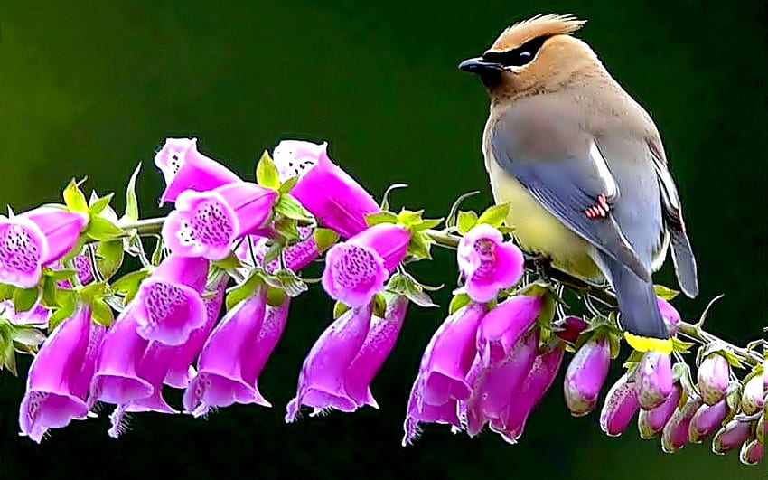 SPRING BIRD, branch, Bohemian, bird, flower, spring, Waxwing HD wallpaper