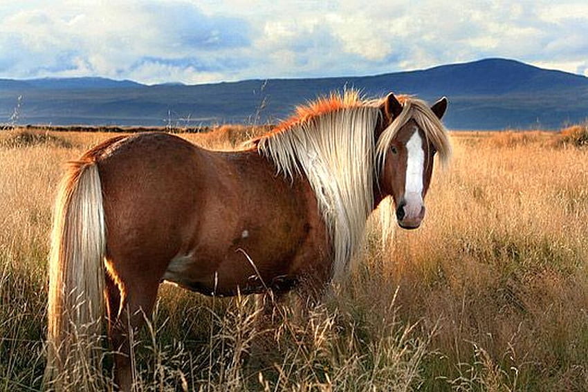 Wild Horse, cool, horse, wild HD wallpaper