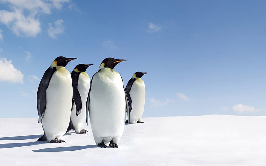 Animali, pinguini, neve, passeggiata, famiglia Sfondo HD