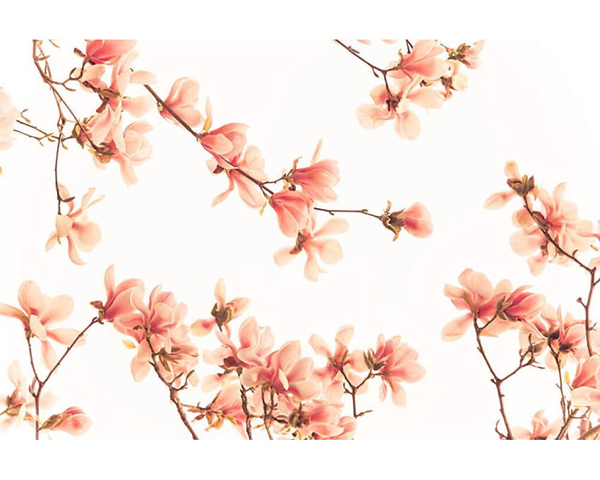 Livingwalls «Salmon pink blossom» 036260 HD wallpaper