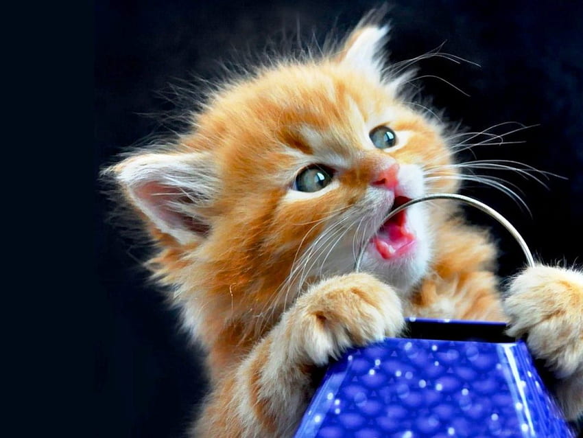 Is not yours, it's mine !, kitten, animals, cute, cat, adorable, small HD wallpaper
