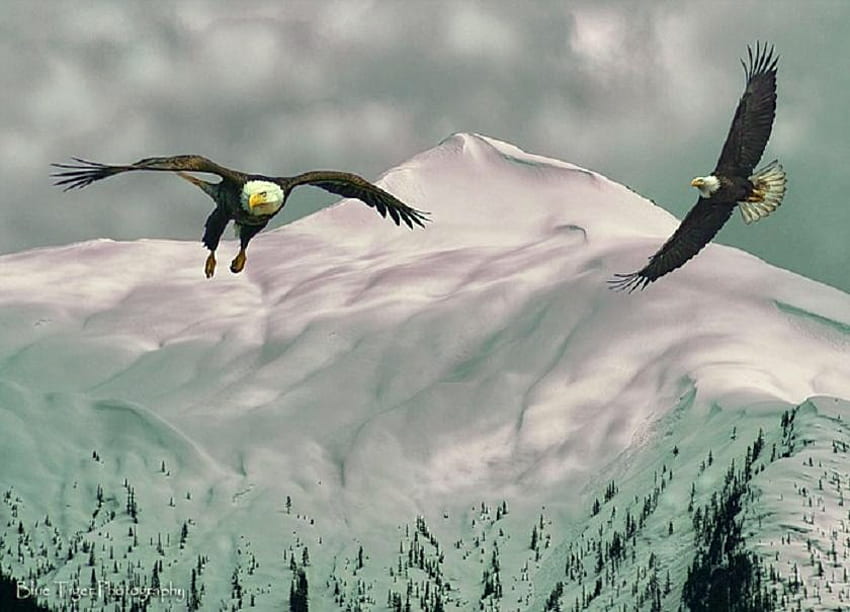 Eagles at the peak, white, snow, pair, trees, mountain peak, flying, eagles HD wallpaper