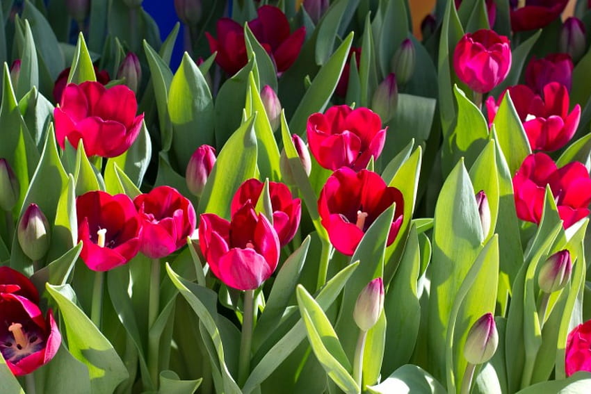 Red Tulips garden, Leaves, 55, 00, Red HD wallpaper