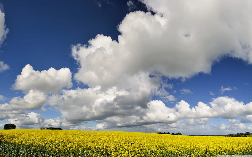 Canola Field Ultra Background for : Multi Display, Dual Monitor : Tablet : Smartphone HD wallpaper