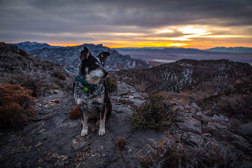 Animals, Mountains, Dog, Evening, Is Sitting, Sits HD wallpaper