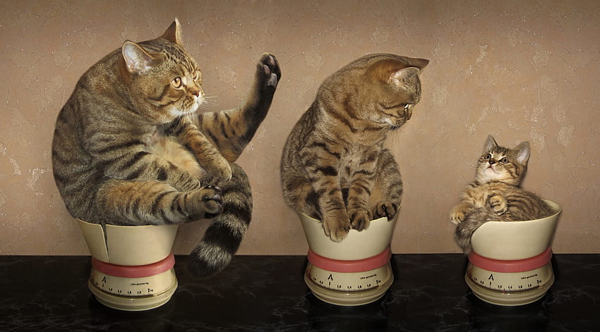 Gatos engraçados, pisica, gordura, gato, engraçado, tigela, trio papel de parede HD