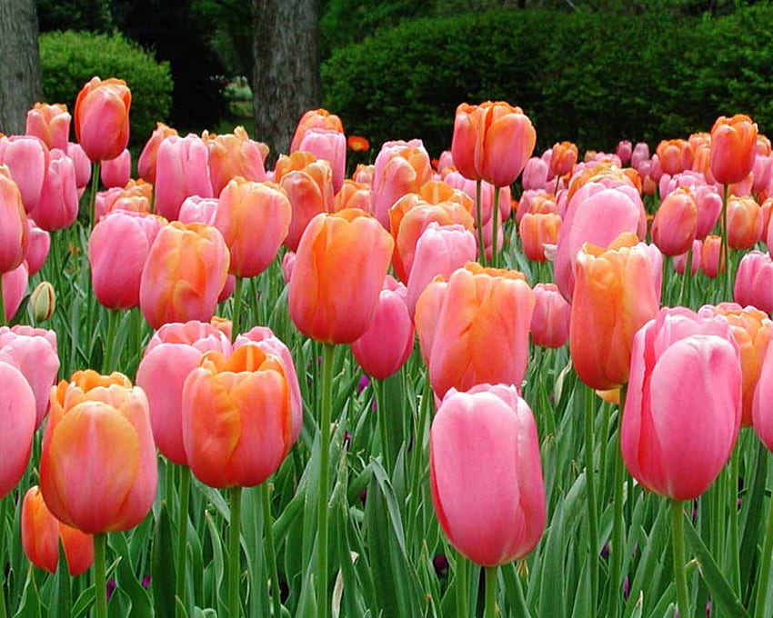 tulip, pink, orange, flower HD wallpaper