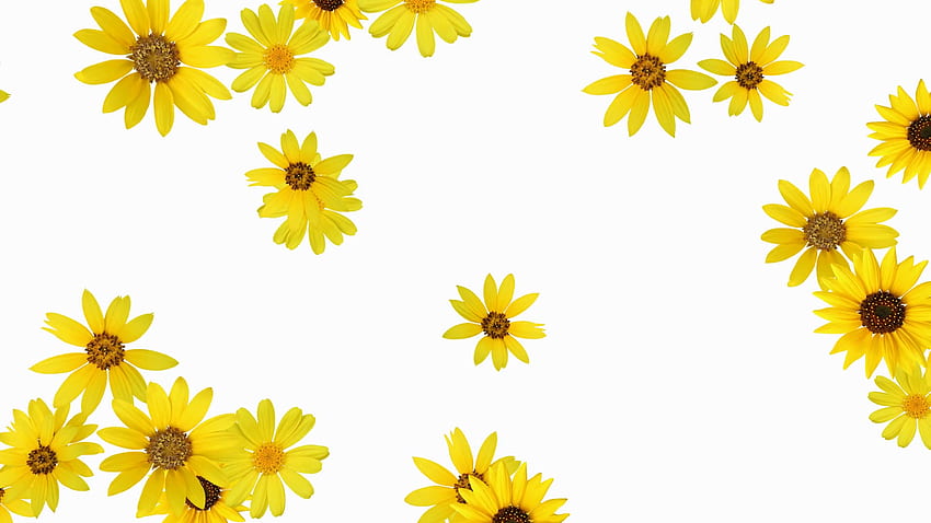 Cute cartoon sunflower HD wallpapers | Pxfuel