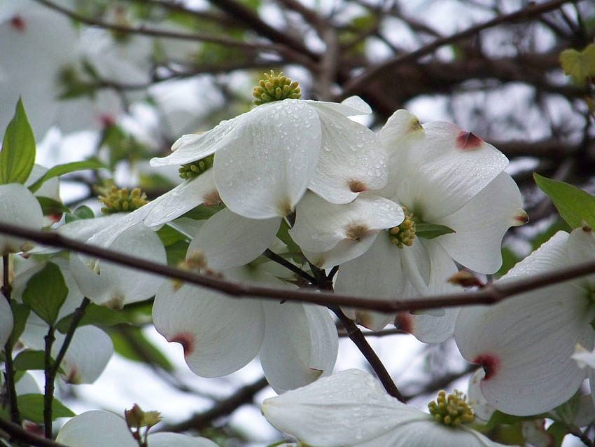 Weißes Hartriegel-Grün-Baum-Blumen-Blume iPhone HD-Hintergrundbild
