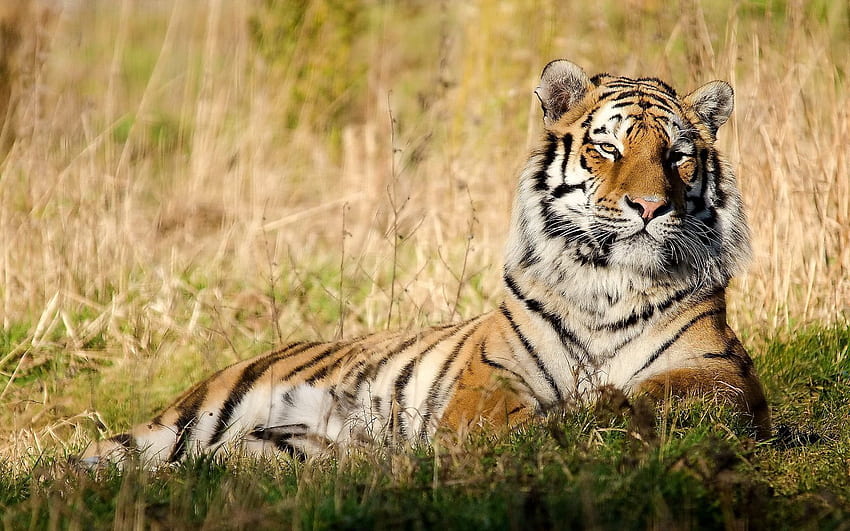 Animals, Grass, To Lie Down, Lie, Big Cat, Tiger HD wallpaper