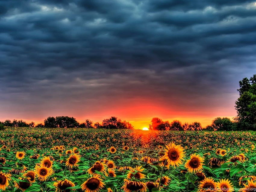 Sunset Over The Sunflower Field Background, 1024X768 Sunflower Sunset HD wallpaper