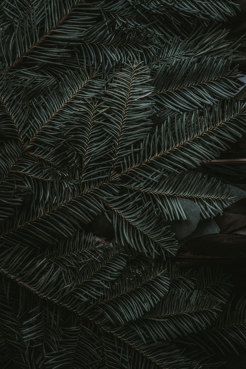 Nature, Needle, Dark, Branches, Fir, Spruce HD phone wallpaper