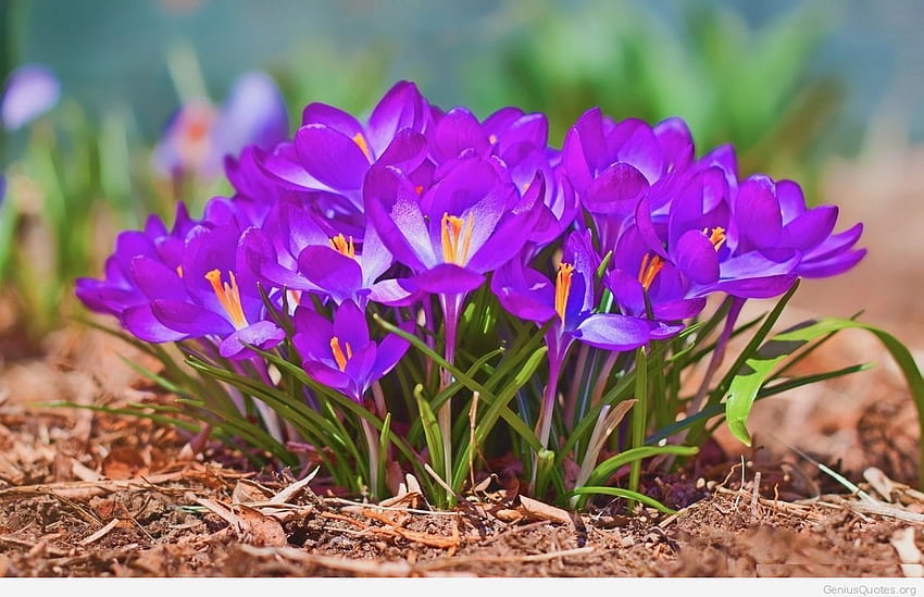 Flores de azafrán - Hintergrund Frühling fondo de pantalla