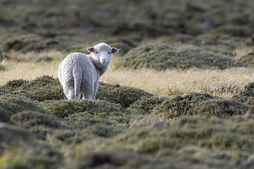 Sheep, cute, animal, pasture HD wallpaper