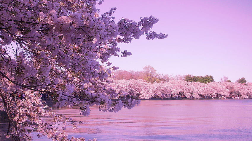 Sakura tokyo spring flower peoples tree nature pink . . 884245 HD wallpaper
