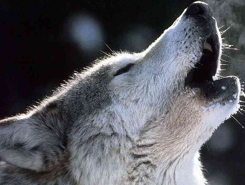 Der Ruf, Hund, Wölfe, Tiere, Hunde, Natur, Wolf, Wald HD-Hintergrundbild