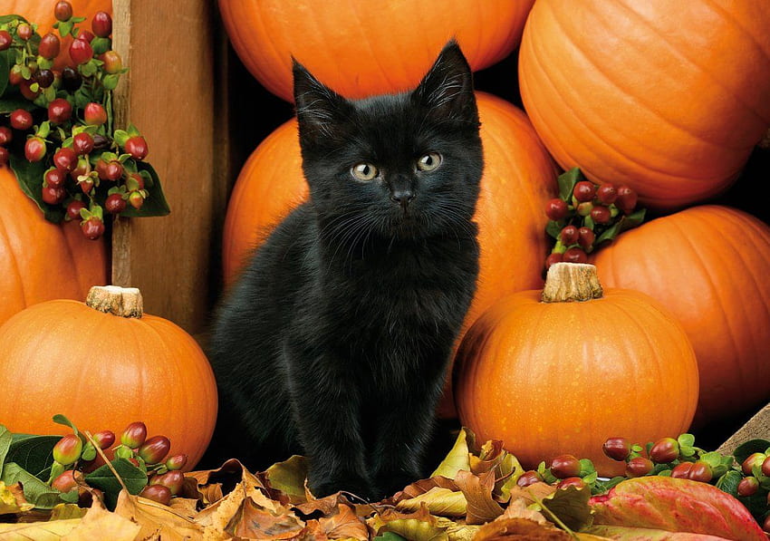 Gatto scuro e zucche arancioni - Notte di Halloween, Zucche e Natura autunnale Sfondo HD