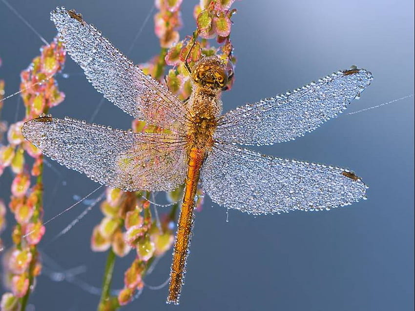 Libelle, Gras, Ruhe, Morgen, Tau HD-Hintergrundbild